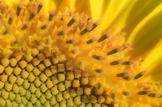 flowers as a colorful background, macro photo, nature series