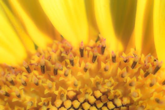 flowers as a colorful background, macro photo, nature series