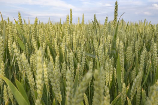 field of golden wheat and blue sky, agricultural field