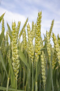 field of golden wheat and blue sky, agricultural field