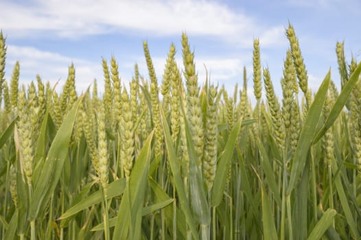 field of golden wheat and blue sky, agricultural field