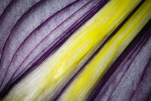 abstract background or texture detail on sliced purple onions