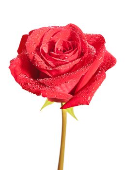 Red rose flower isolated on the white background