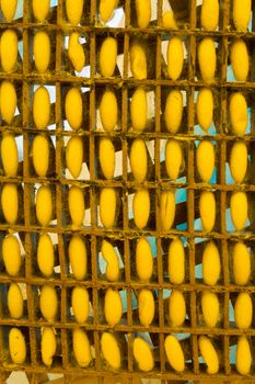 Silkworm in Yellow cocoons in weave bamboo threshing basket as Background Pattern