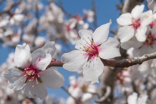 Cluster of pink flowers of apricot tree against the blue sky
