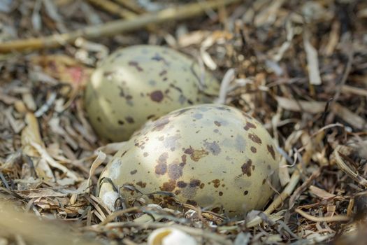Multicolored, spotted gull eggs in natural habitat, close-up