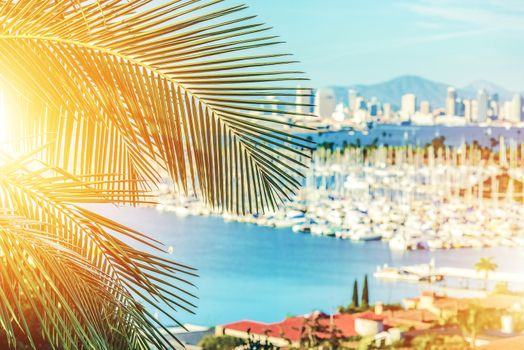 Soul of Souther California. Californian Concept with Palm Tree and San Diego Marina in the Background. Sunshine State.