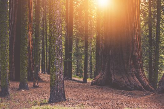 Giant Sequoia Forest Place. Sunset in the Californian Sierra Nevada Mountains.
