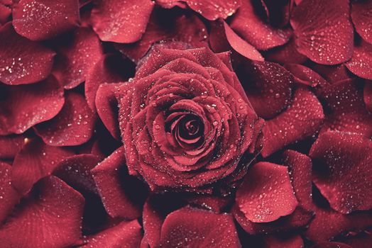 Red Roses Photo Background. Rose and Petals Backdrop.