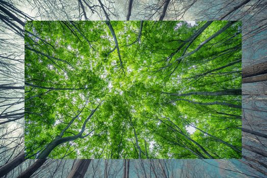 Winter to Spring Change Nature Concept Photo Background.