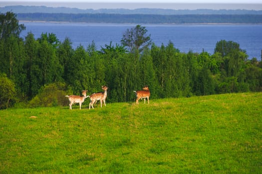 Fallow Deer on a Forest Glade on a Sunny Spring Day