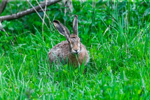 European Hare Feeding on Grass in a Spring Day