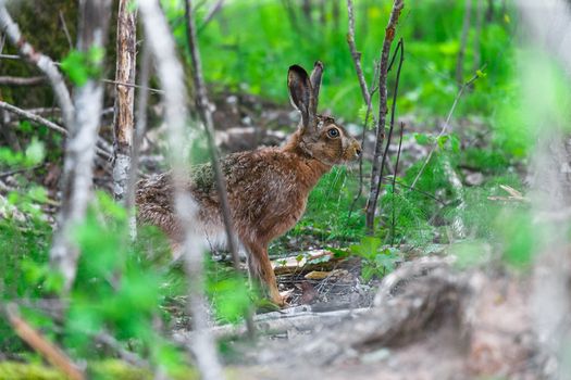 European Hare Feeding on Grass in a Spring Day