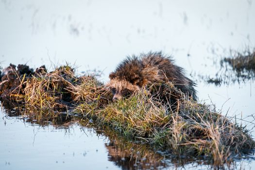 Raccoon Dog (Nyctereutes procyonoides) is
 Swimming in the swamp and sitting on a hummock