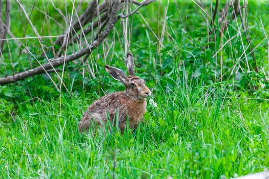 European Hare Feeding on Grass in a Spring Day