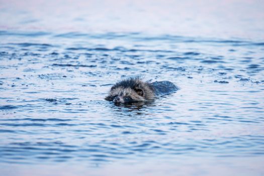 Raccoon Dog (Nyctereutes procyonoides) is
 Swimming in the swamp