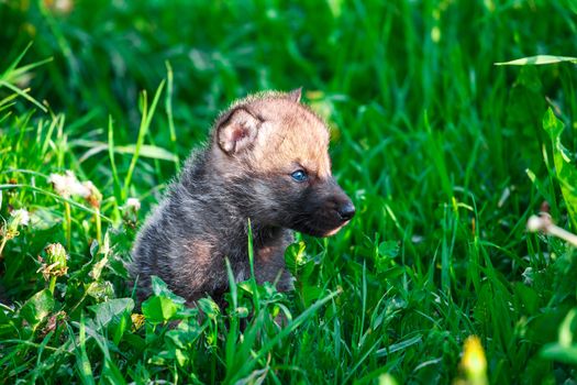 European Gray Wolf Cubs in a Grass in a Spring Day