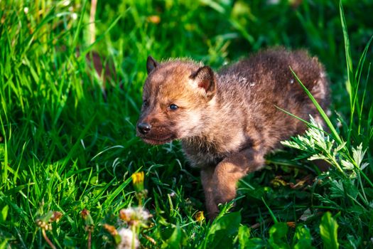 European Gray Wolf Cubs in a Grass in a Spring Day