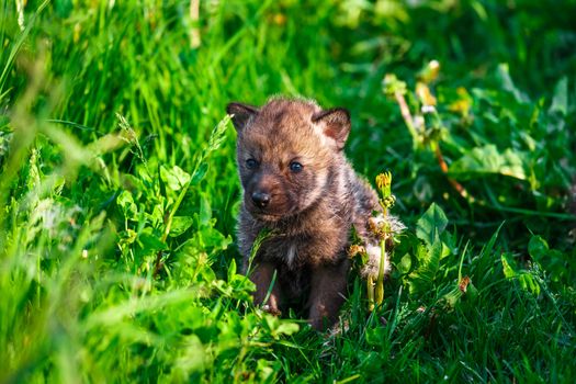 European Gray Wolf Cubs in a Grass in a Spring Day