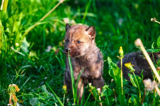 European Gray Wolf Cubs in a Grass in a Spring Day