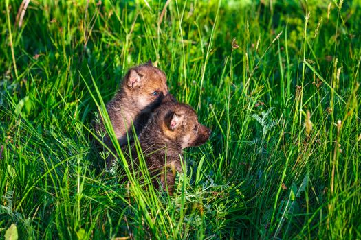 European Gray Wolf Cubs in a Grass in a Spring Day