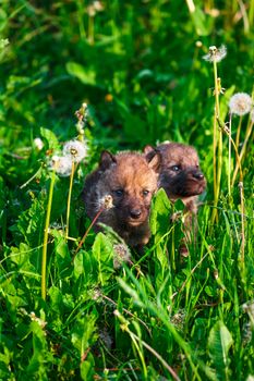 European Gray Wolf Cubs in a Grass in a Spring Day