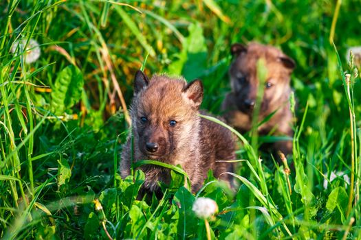 European Gray Wolf Cubs in a Grass in a Spring Day