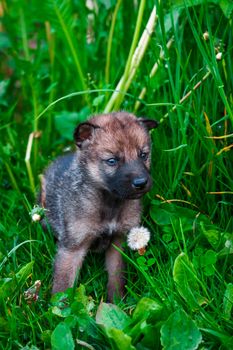 European Gray Wolf Cubs in a Grass in a Spring Day