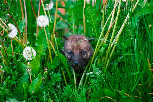 European Gray Wolf Cubs in a Grass in a Spring Day