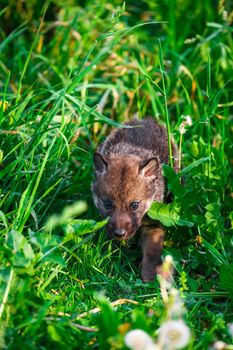 European Gray Wolf Cubs in a Grass in a Spring Day