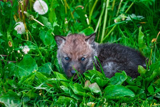 European Gray Wolf Cubs in a Grass in a Spring Day