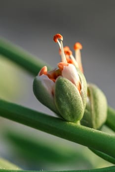 Blossoming bud of an orange flower. Close-up