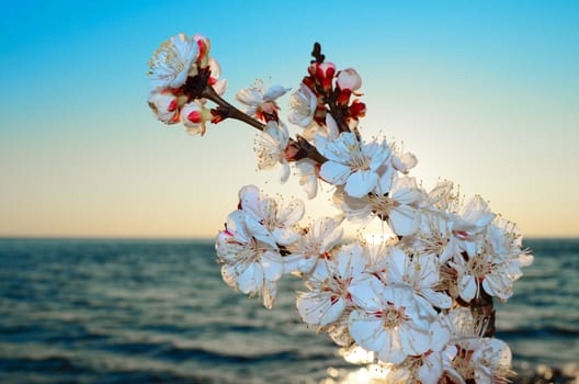 Cherry blossoms against the blue sky background