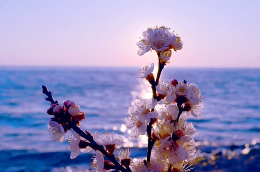 Cherry blossoms against the blue sky background