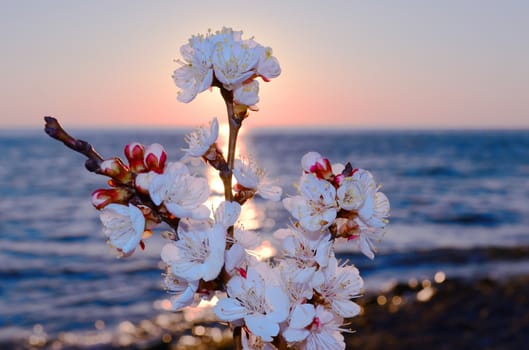 Cherry blossoms against the blue sky background