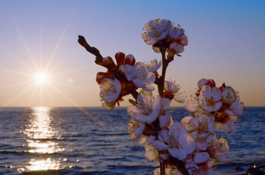 Cherry blossoms against the blue sky background