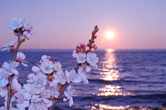 Cherry blossoms against the blue sky background