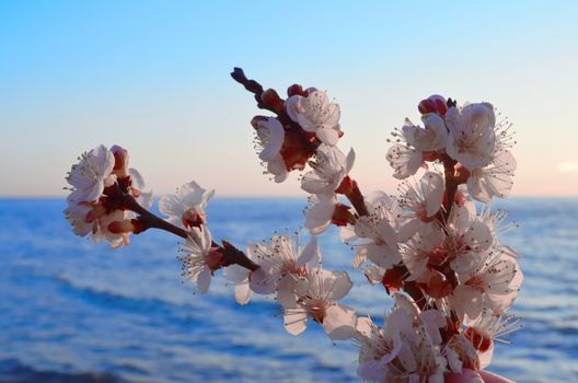 Cherry blossoms against the blue sky background