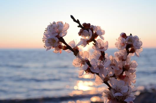 Cherry blossoms against the blue sky background