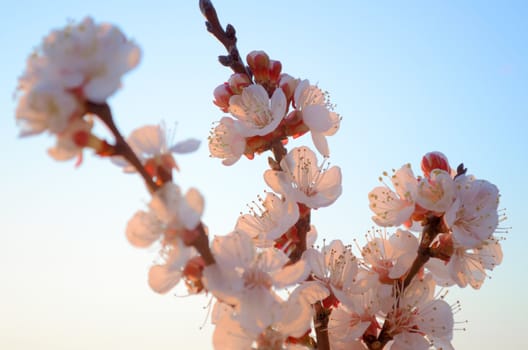 Cherry blossoms against the blue sky background