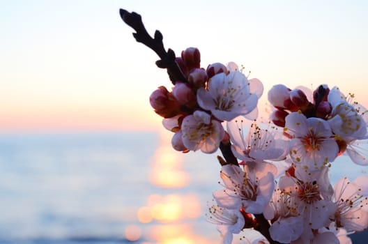 Cherry blossoms against the blue sky background