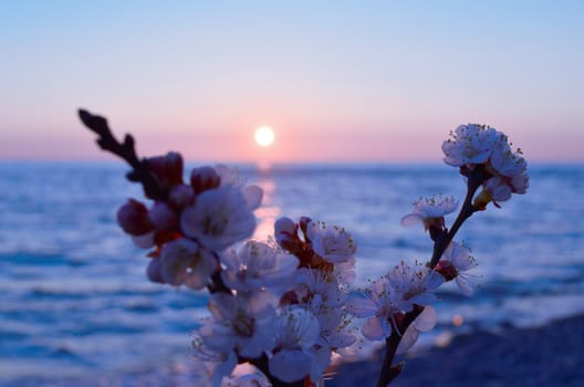 Cherry blossoms against the blue sky background