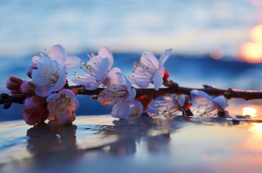 Cherry blossoms against the blue sky background