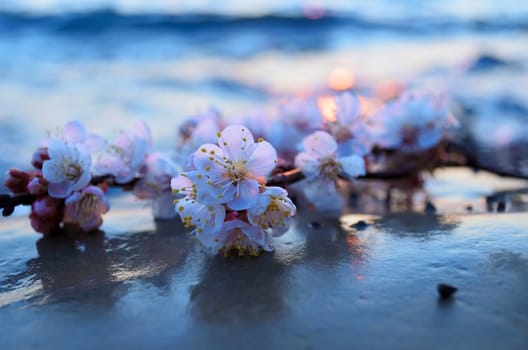 Cherry blossoms against the blue sky background