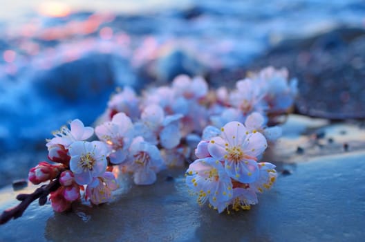 Cherry blossoms against the blue sky background