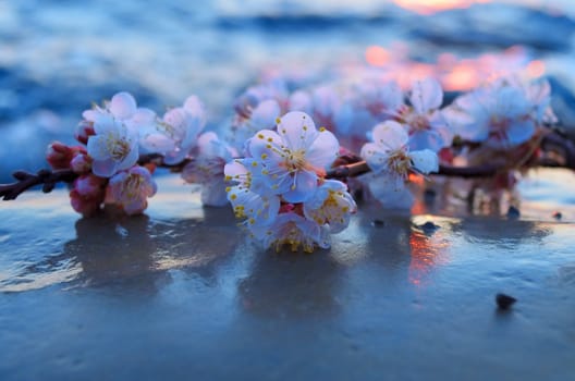 Cherry blossoms against the blue sky background