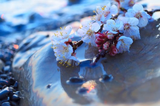 Cherry blossoms against the blue sky background