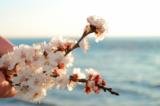 Cherry blossoms against the blue sky background