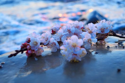 Cherry blossoms against the blue sky background