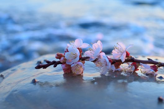 Cherry blossoms against the blue sky background